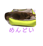 ダックスフンドのカレンちゃん（個別スタンプ：4）