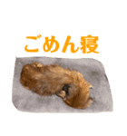 ダックスフンドのカレンちゃん（個別スタンプ：5）