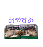 ダックスフンドのカレンちゃん（個別スタンプ：8）