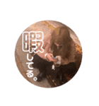 chouchou＆Mimiスタンプ【日常編】（個別スタンプ：32）