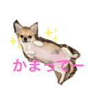 かわいいアイ犬ちわわ（個別スタンプ：2）