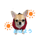 かわいいアイ犬ちわわ（個別スタンプ：7）
