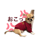 かわいいアイ犬ちわわ（個別スタンプ：10）