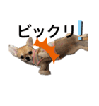 かわいいアイ犬ちわわ（個別スタンプ：11）