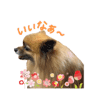 ちょことくっきーの可愛いスタンプ（個別スタンプ：5）