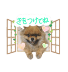 ちょことくっきーの可愛いスタンプ（個別スタンプ：6）