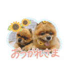 ちょことくっきーの可愛いスタンプ（個別スタンプ：8）