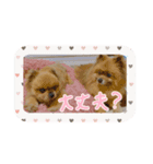 ちょことくっきーの可愛いスタンプ（個別スタンプ：10）