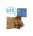 ちょことくっきーの可愛いスタンプ（個別スタンプ：12）