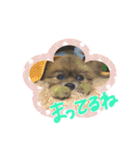 ちょことくっきーの可愛いスタンプ（個別スタンプ：16）