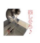 プラス思考なぺぺさん（個別スタンプ：2）