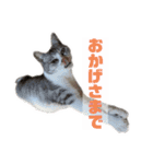 プラス思考なぺぺさん（個別スタンプ：4）