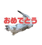 プラス思考なぺぺさん（個別スタンプ：6）