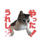 プラス思考なぺぺさん（個別スタンプ：7）
