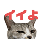 プラス思考なぺぺさん（個別スタンプ：8）