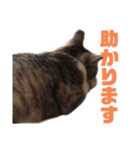 プラス思考なぺぺさん（個別スタンプ：10）