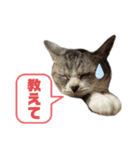プラス思考なぺぺさん（個別スタンプ：11）