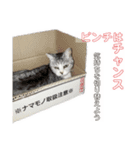 プラス思考なぺぺさん（個別スタンプ：12）