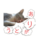 プラス思考なぺぺさん（個別スタンプ：13）
