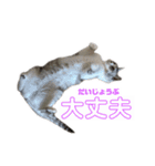 プラス思考なぺぺさん（個別スタンプ：14）