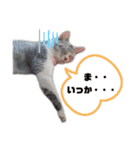 プラス思考なぺぺさん（個別スタンプ：15）
