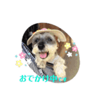 おちゃめなミニシュナ！ vol.2【応用編】（個別スタンプ：6）