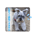 おちゃめなミニシュナ！ vol.2【応用編】（個別スタンプ：7）