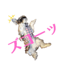 おちゃめなミニシュナ！ vol.2【応用編】（個別スタンプ：8）