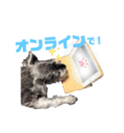 おちゃめなミニシュナ！ vol.2【応用編】（個別スタンプ：11）
