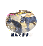おちゃめなミニシュナ！ vol.2【応用編】（個別スタンプ：18）
