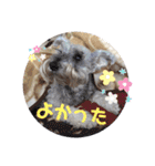 おちゃめなミニシュナ！ vol.2【応用編】（個別スタンプ：20）