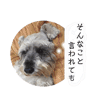 おちゃめなミニシュナ！ vol.2【応用編】（個別スタンプ：26）