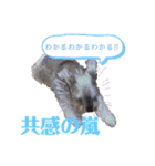 おちゃめなミニシュナ！ vol.2【応用編】（個別スタンプ：33）