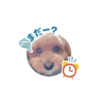 ロイちゃん！（個別スタンプ：10）
