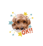 ロイちゃん！（個別スタンプ：11）