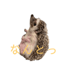 はりねずみで行こう。3（個別スタンプ：1）