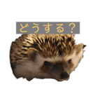 はりねずみで行こう。3（個別スタンプ：3）