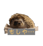 はりねずみで行こう。3（個別スタンプ：4）