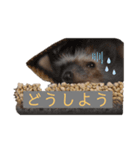はりねずみで行こう。3（個別スタンプ：5）