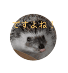 はりねずみで行こう。3（個別スタンプ：6）