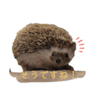 はりねずみで行こう。3（個別スタンプ：7）