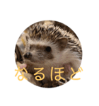 はりねずみで行こう。3（個別スタンプ：8）