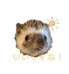 はりねずみで行こう。3（個別スタンプ：9）