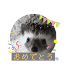 はりねずみで行こう。3（個別スタンプ：10）