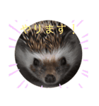 はりねずみで行こう。3（個別スタンプ：11）