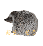 はりねずみで行こう。3（個別スタンプ：13）