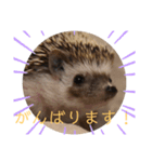 はりねずみで行こう。3（個別スタンプ：15）