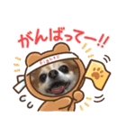 チャロわん3（個別スタンプ：2）