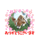 チャロわん3（個別スタンプ：4）