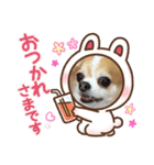 チャロわん3（個別スタンプ：5）